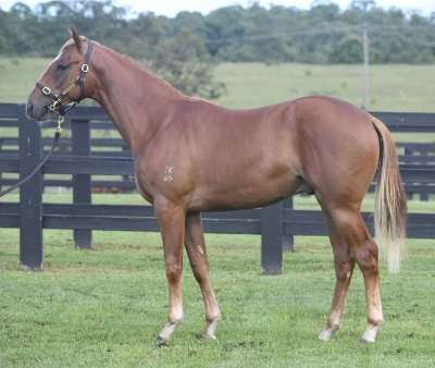 Magic Millions Horses