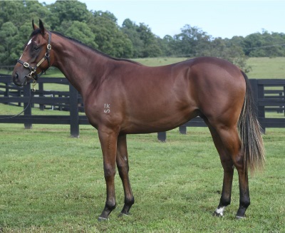 Magic Millions Horses