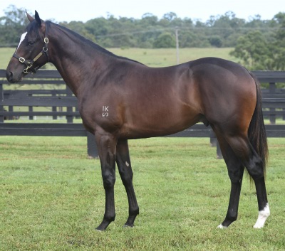 Magic Millions Horses