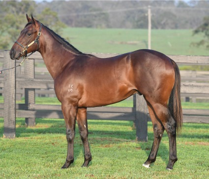 Magic Millions Thoroughbred Horses