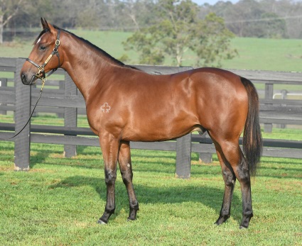 Magic Millions Thoroughbred Horses