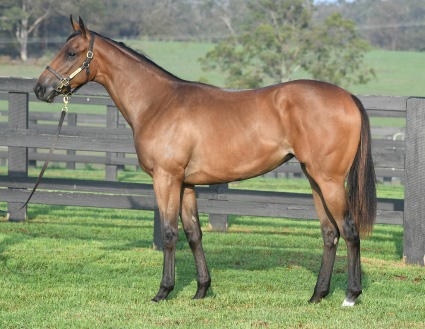 Magic Millions Thoroughbred Horses