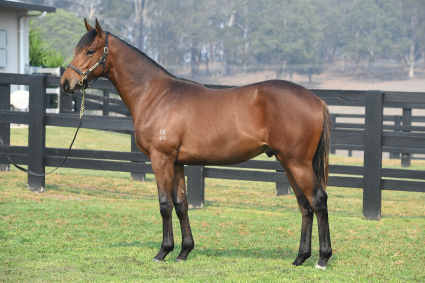 Magic Millions Horses