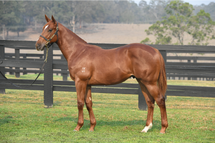 Magic Millions Horses