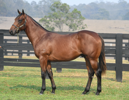 Magic Millions Horses