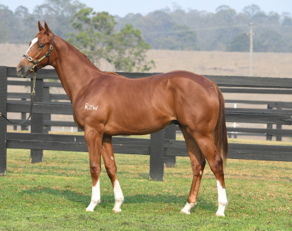 Magic Millions Horses