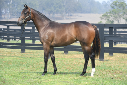 Magic Millions Horses