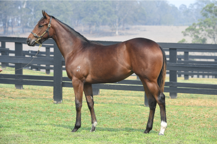 Magic Millions Horses