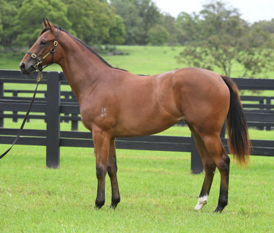 Magic Millions Thoroughbred Horses