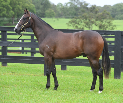 Magic Millions Horses