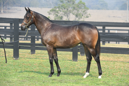 Magic Millions Horses