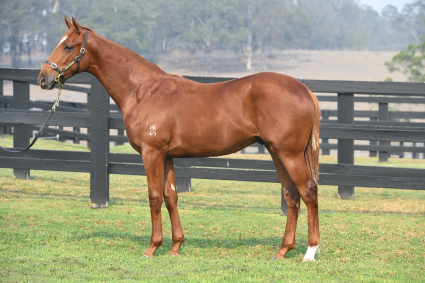 Magic Millions Horses