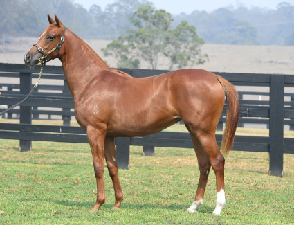 Magic Millions Horses