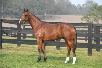 Magic Millions Horses