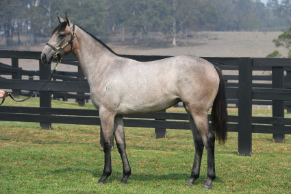 Magic Millions Horses