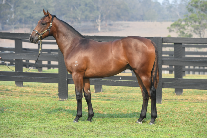 Magic Millions Horses