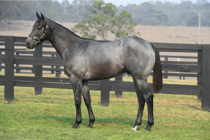 Magic Millions Horses