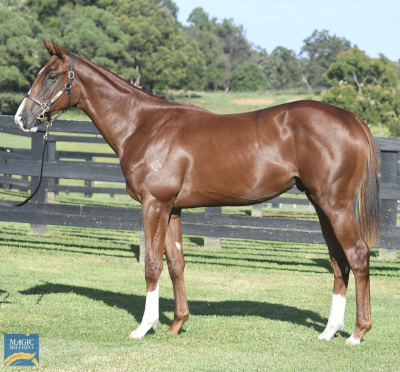 Magic Millions Horses