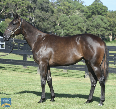 Magic Millions Horses