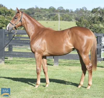 Magic Millions Horses