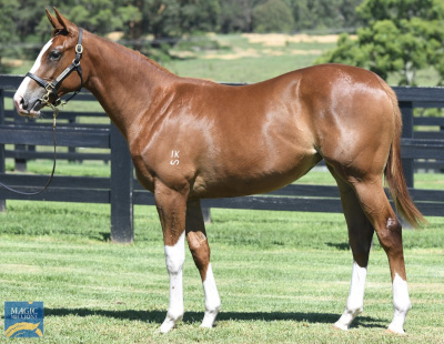 Magic Millions Horses