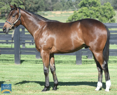 Magic Millions Horses