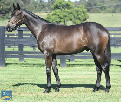 Magic Millions Horses