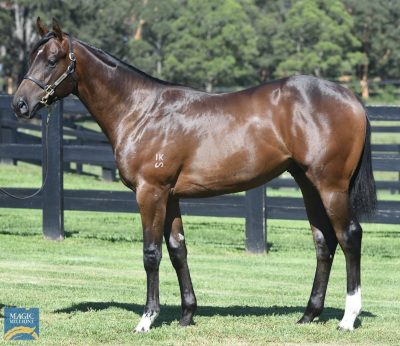 Magic Millions Horses