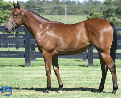 Magic Millions Horses