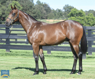 Magic Millions Horses