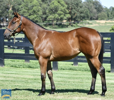 Magic Millions Horses