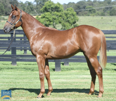 Magic Millions Horses