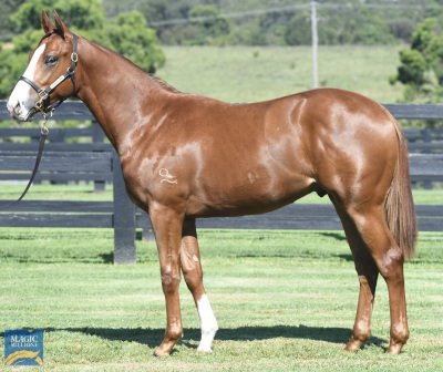 Magic Millions Horses