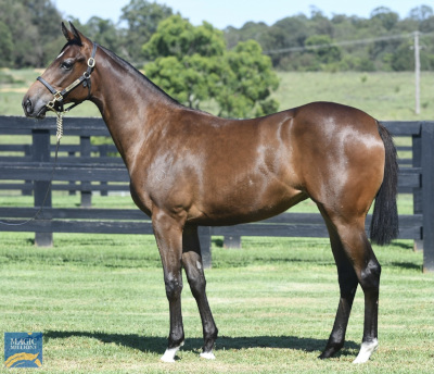 Magic Millions Horses