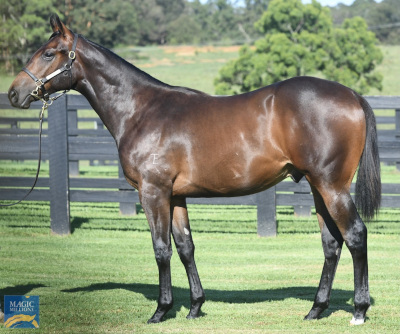 Magic Millions Horses