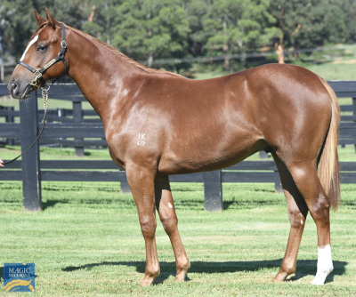 Magic Millions Horses