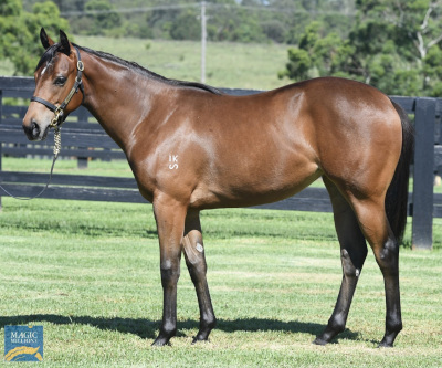 Magic Millions Horses