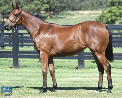 Magic Millions Horses