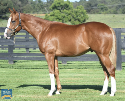 Magic Millions Horses