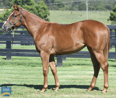 Magic Millions Horses