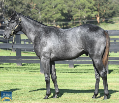 Magic Millions Horses