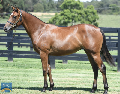 Magic Millions Horses