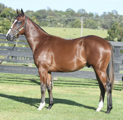 Magic Millions Horses