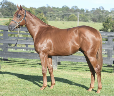 Magic Millions Horses