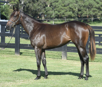 Magic Millions Horses