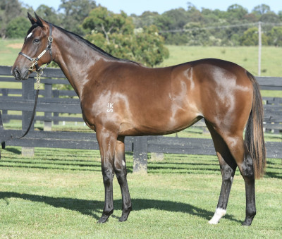 Magic Millions Horses