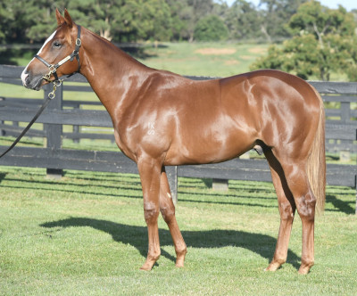 Magic Millions Horses