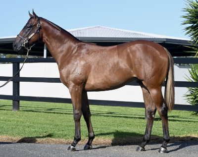 Magic Millions Horses