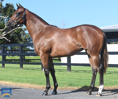 Magic Millions Thoroughbred Horses