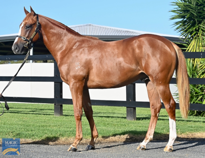 Magic Millions Horses